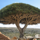 Image for article titled Where on Earth do these extraterrestrial toadstool trees grow?